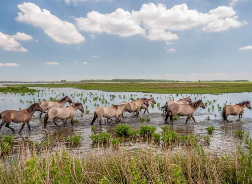 De Lauwersmeer Vogel Mit Eingezaeuntem Garten Anjum Екстер'єр фото