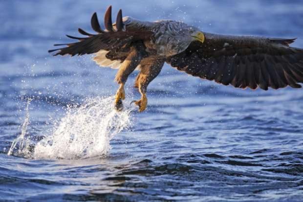 De Lauwersmeer Vogel Mit Eingezaeuntem Garten Anjum Екстер'єр фото